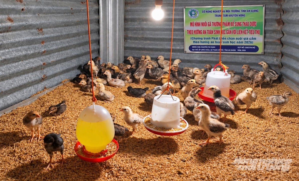 Hộ nông dân tham gia phát triển mô hình nuôi gà nòi thương phẩm do Trung tâm Khuyến nông An Giang triển khai được hỗ trợ kỹ thuật, bổ sung thảo dược vào khẩu phần ăn để tăng đề kháng, nâng cao chất lượng thịt. Ảnh: Hồng Cẩm. Hộ nông dân tham gia phát triển mô hình nuôi gà nòi thương phẩm do Trung tâm Khuyến nông An Giang triển khai được hỗ trợ kỹ thuật, bổ sung thảo dược vào khẩu phần ăn để tăng đề kháng, nâng cao chất lượng thịt. Ảnh: Hồng Cẩm.