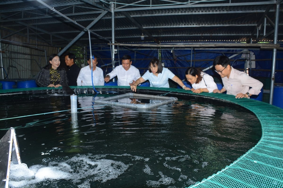 Cán bộ Trung tâm Khuyến nông TP Đà Nẵng hướng dẫn người dân kỹ thuật chăm sóc cá chình. Ảnh: Lan Anh.