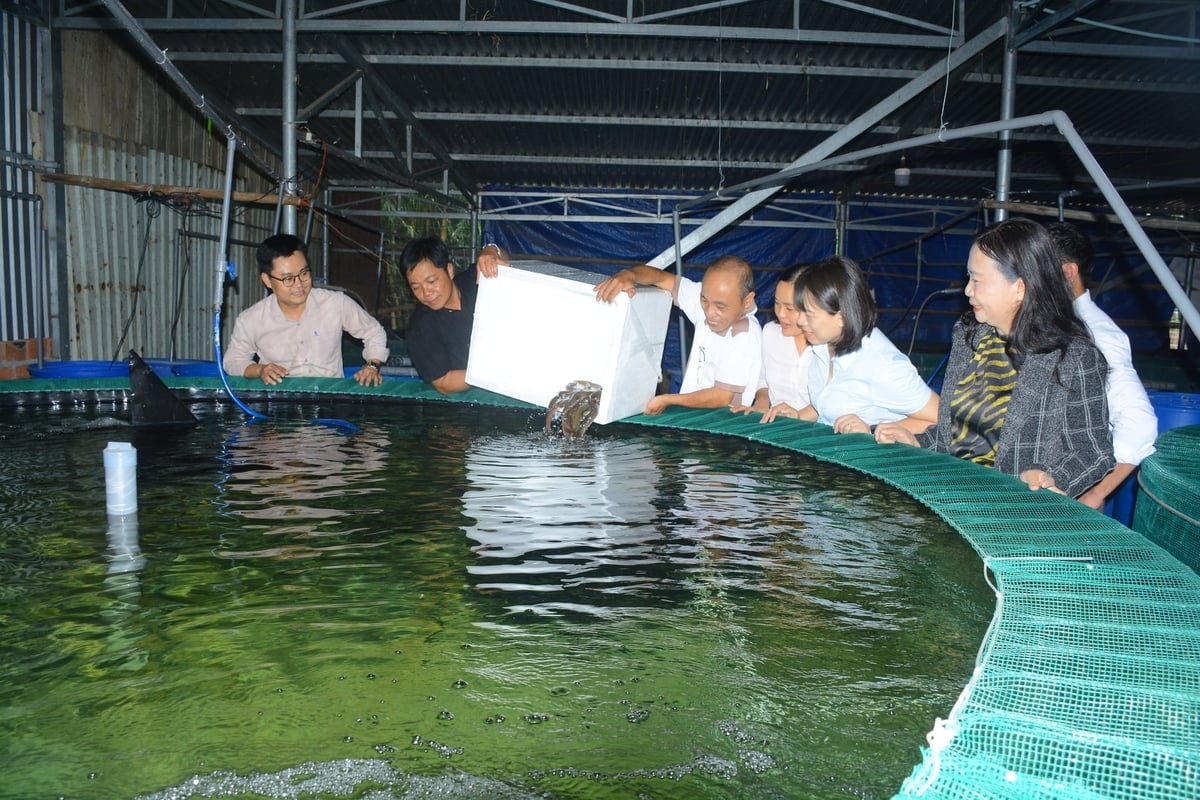Nuôi cá chình công nghệ RAS giúp người dân chủ động kiểm soát môi trường nước, hạn chế dịch bệnh. Ảnh: Lan Anh.