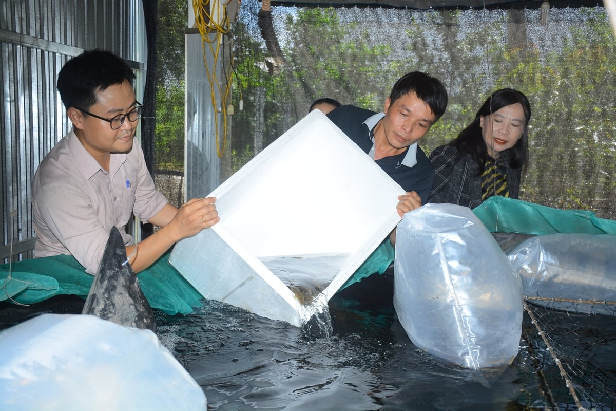 Cá chình nuôi bằng công nghệ RAS có giá trị kinh tế cao, mở hướng phát triển sản xuất mới cho người dân. Ảnh: Lan Anh.