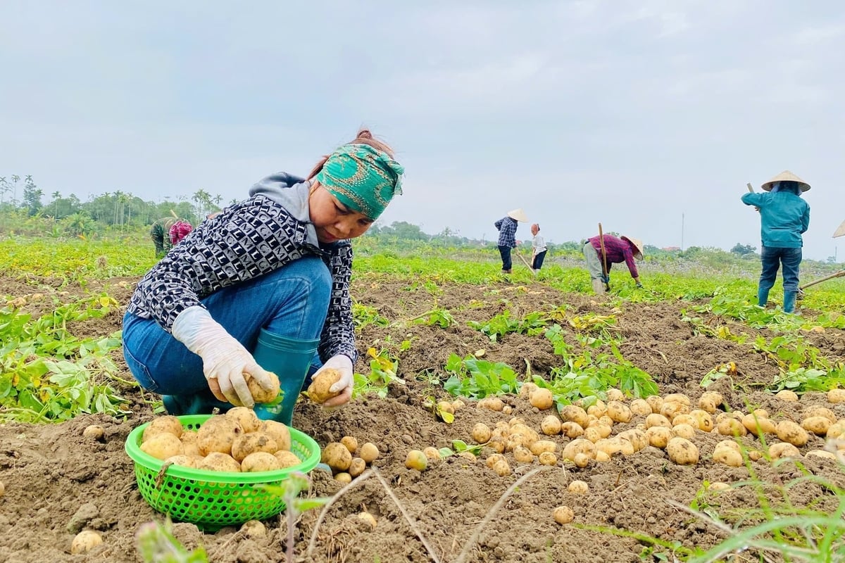 Quảng Ninh dự kiến gieo trồng 7.400 ha cây vụ đông năm 2026. Ảnh: Nguyễn Thành.