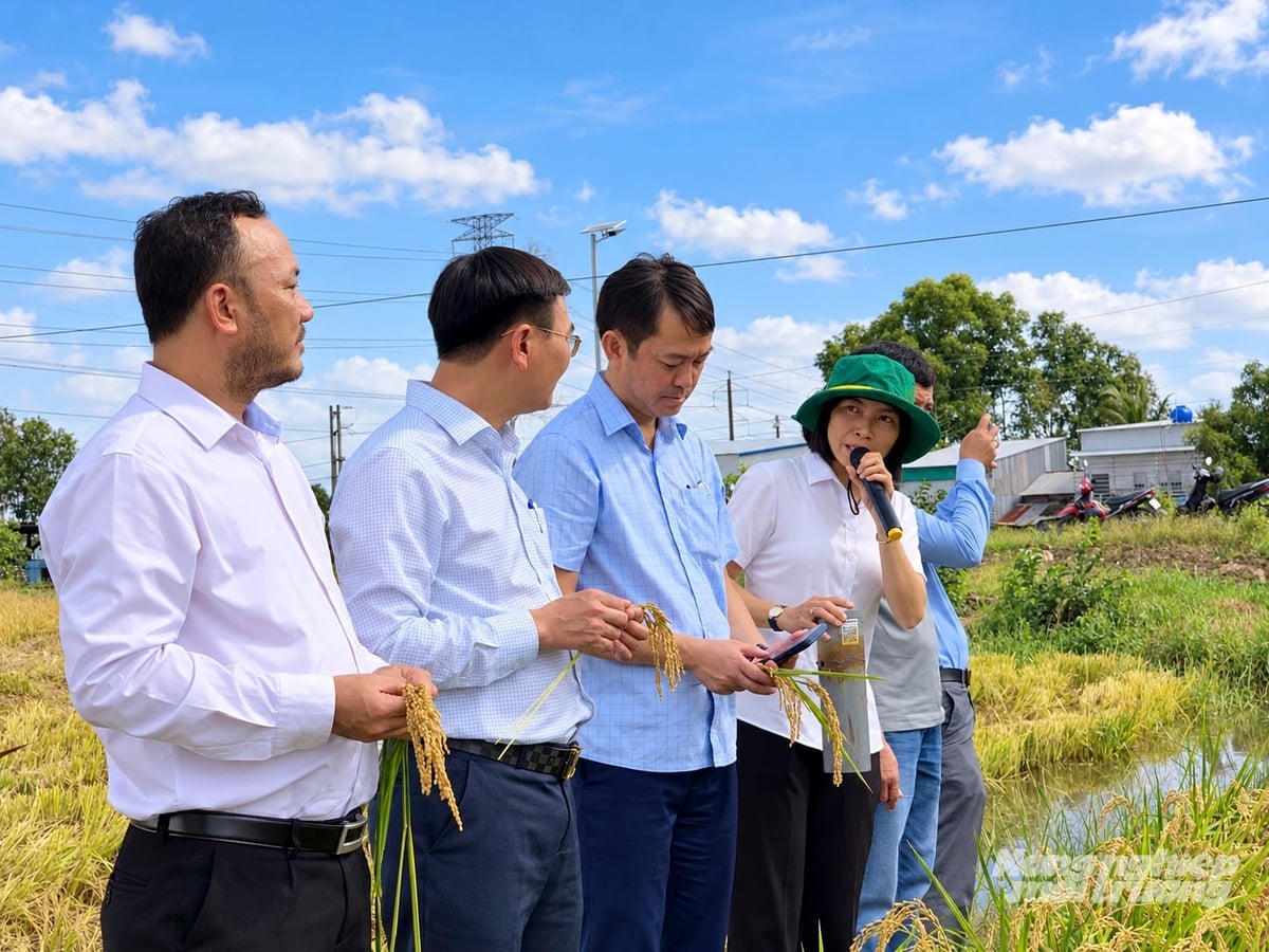Cán bộ kỹ thuật khuyến nông An Giang theo dõi mô hình giới thiệu quy trình sản xuất, đánh giá hiệu quả kinh tế, môi trường cuối vụ. Ảnh: Trung Chánh.