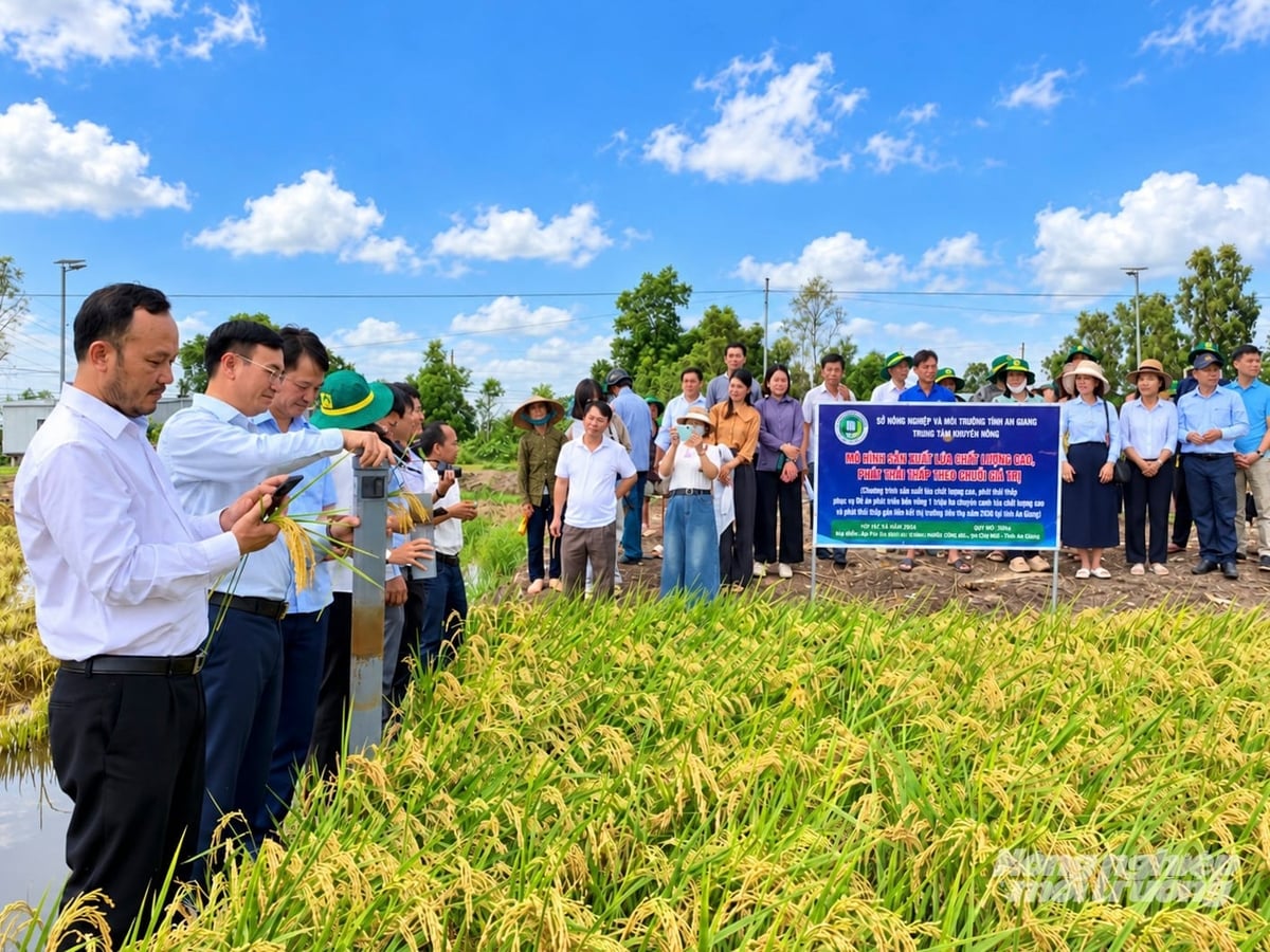 Hội thảo đầu bờ đánh giá mô hình sản xuất lúa chất lượng cao, phát thải thấp theo chuỗi giá trị tại HTX Dịch vụ nông nghiệp Long hải. Ảnh: Trung Chánh.