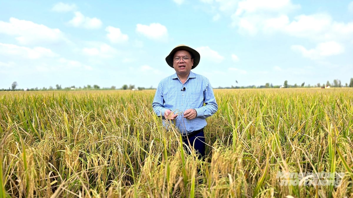 Ông Ngô Xuân Chinh, Giám đốc Trung tâm Nghiên cứu Chuyển giao Tiến bộ kỹ thuật nông nghiệp cho biết, giảm lượng giống gieo sạ, sử dụng phân bón hợp lý giúp nông dân tiết kiệm chi phí sản xuất. Ảnh: Minh Sáng.