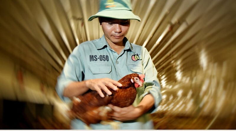 Chăn nuôi gia cầm của Dabaco. Ảnh: Dabaco.