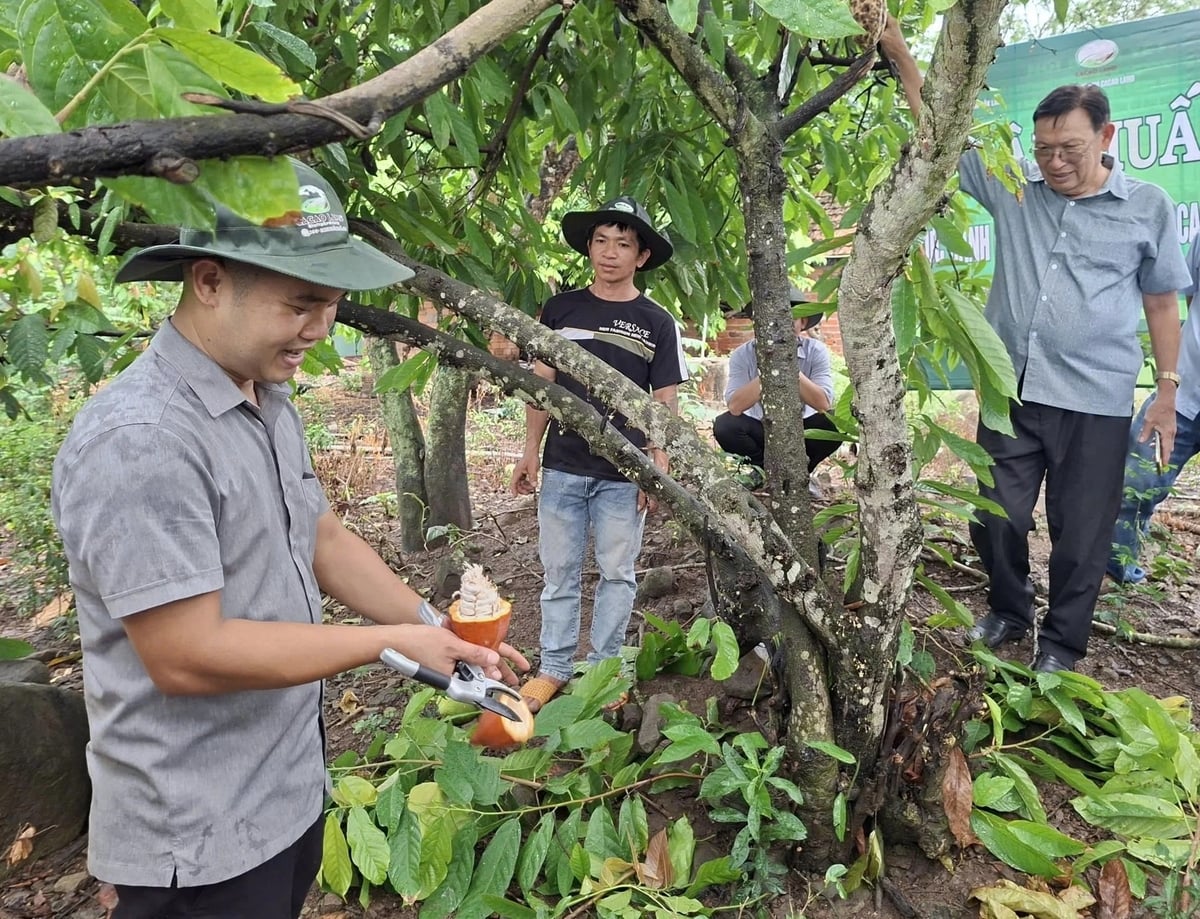Trung tâm Khuyến nông tỉnh Đắk Lắk phối hợp với Công ty TNHH Cacao Land tập huấn thực hành kỹ thuật trồng ca cao tại vườn cho nông dân. Ảnh: Trần Thọ.