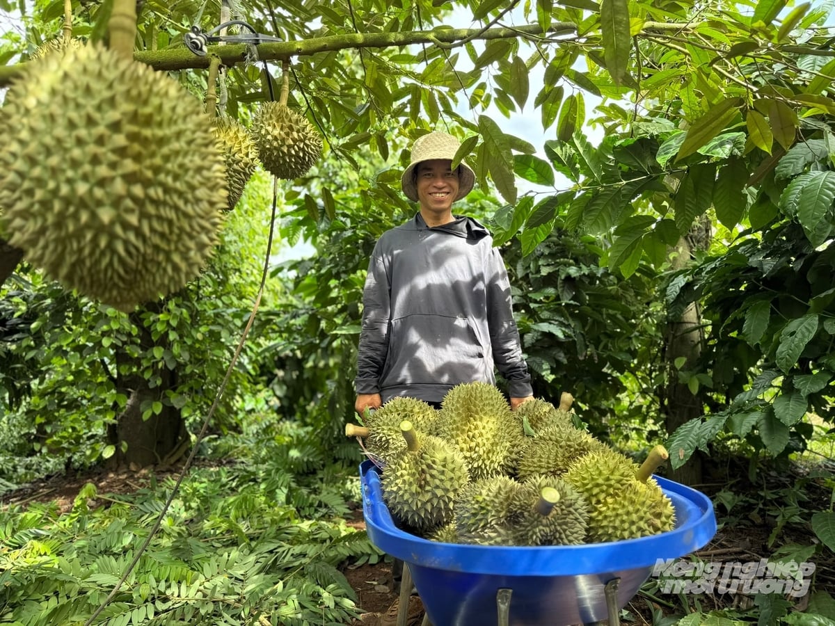 Thống nhất quy trình sản xuất giữa các hộ là yêu cầu để duy trì mã số vùng trồng. Ảnh: Nhật Tiến.