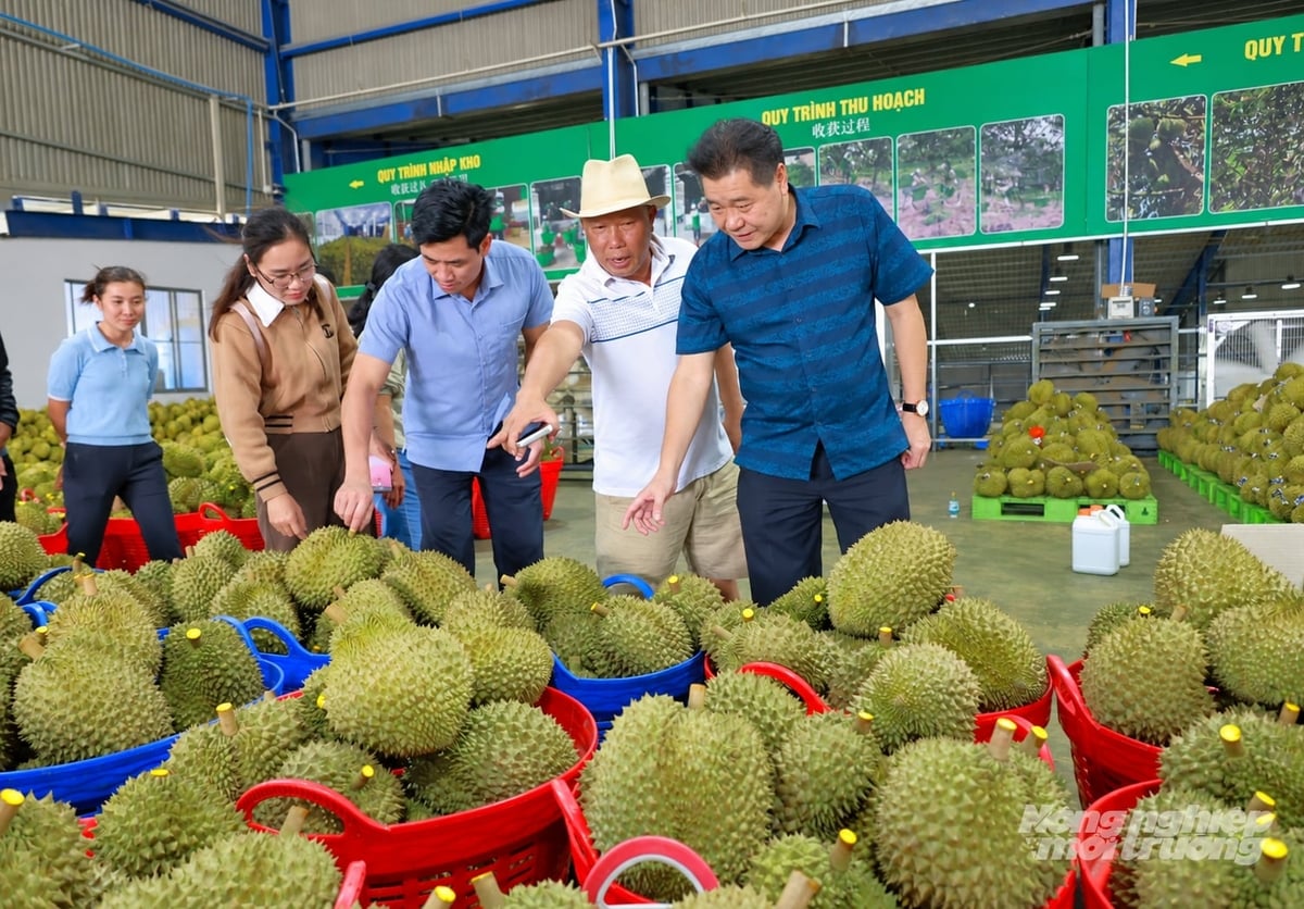 Ông Lê Quốc Thanh, Giám đốc Trung tâm Khuyến nông Quốc Gia (bìa phải) thăm cơ sở đóng gói sầu riêng tại Lâm Đồng. Ảnh: Nhật Tiến.