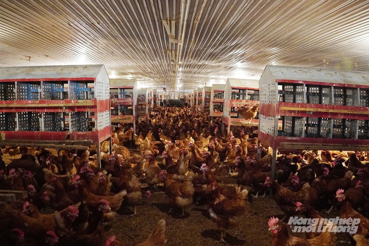 Trang trại gà của Emivest nuôi không lồng nhốt (cage-free) tại TP.HCM. Ảnh: Nguyễn Thủy. Trang trại gà của Emivest nuôi không lồng nhốt (cage-free) tại TP.HCM. Ảnh: Nguyễn Thủy.
