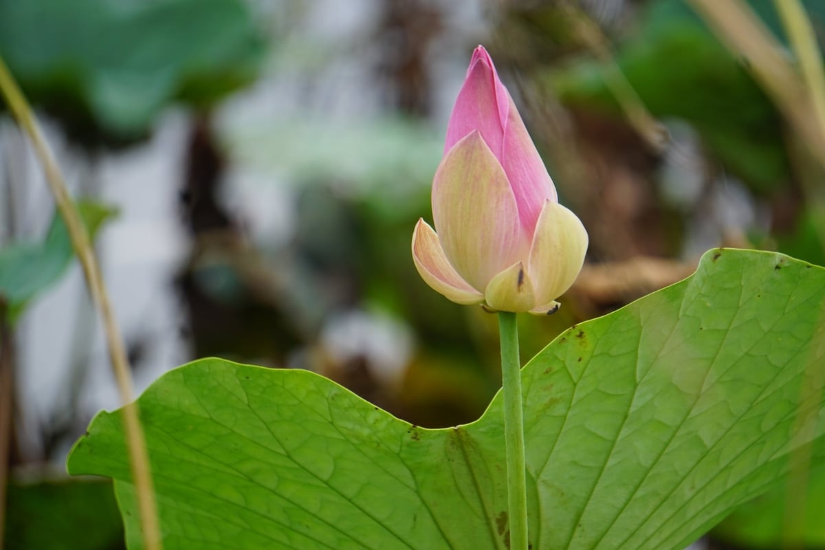 Trồng sen vừa lấy củ, vừa khai thác hoa và hạt. Ảnh: Quốc Toản.