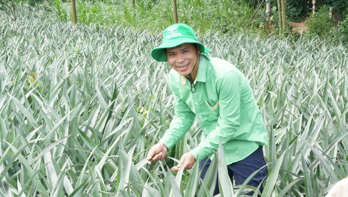 Anh Lê Trí Lực, Phó phòng Sức khỏe đất và cây trồng - Trung tâm Nghiên cứu Phát triển khoa học và công nghệ Tiến Nông (Công ty Tiến Nông) tham quan vùng dứa. Ảnh: Quốc Toản. Anh Lê Trí Lực, Phó phòng Sức khỏe đất và cây trồng - Trung tâm Nghiên cứu Phát triển khoa học và công nghệ Tiến Nông (Công ty Tiến Nông) tham quan vùng dứa. Ảnh: Quốc Toản.