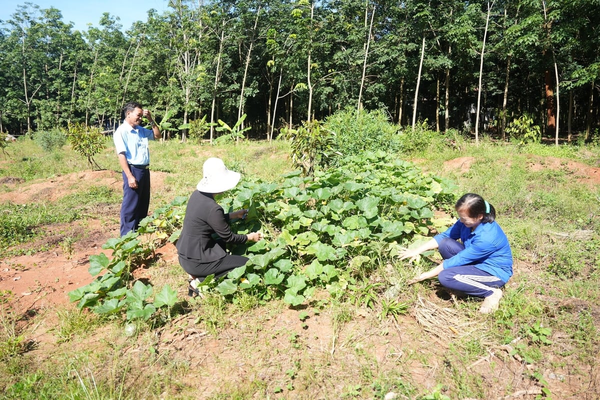 Chế phẩm IMO Phù hợp với tất cả các loại cây trồng. Ảnh: Hồng Thủy.