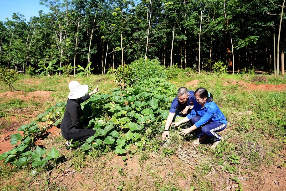 Những dây bí và cả cao su trong vườn nhà ông Tiến được sử dụng hoàn toàn chế phẩm IMO. Ảnh: Đ.K.