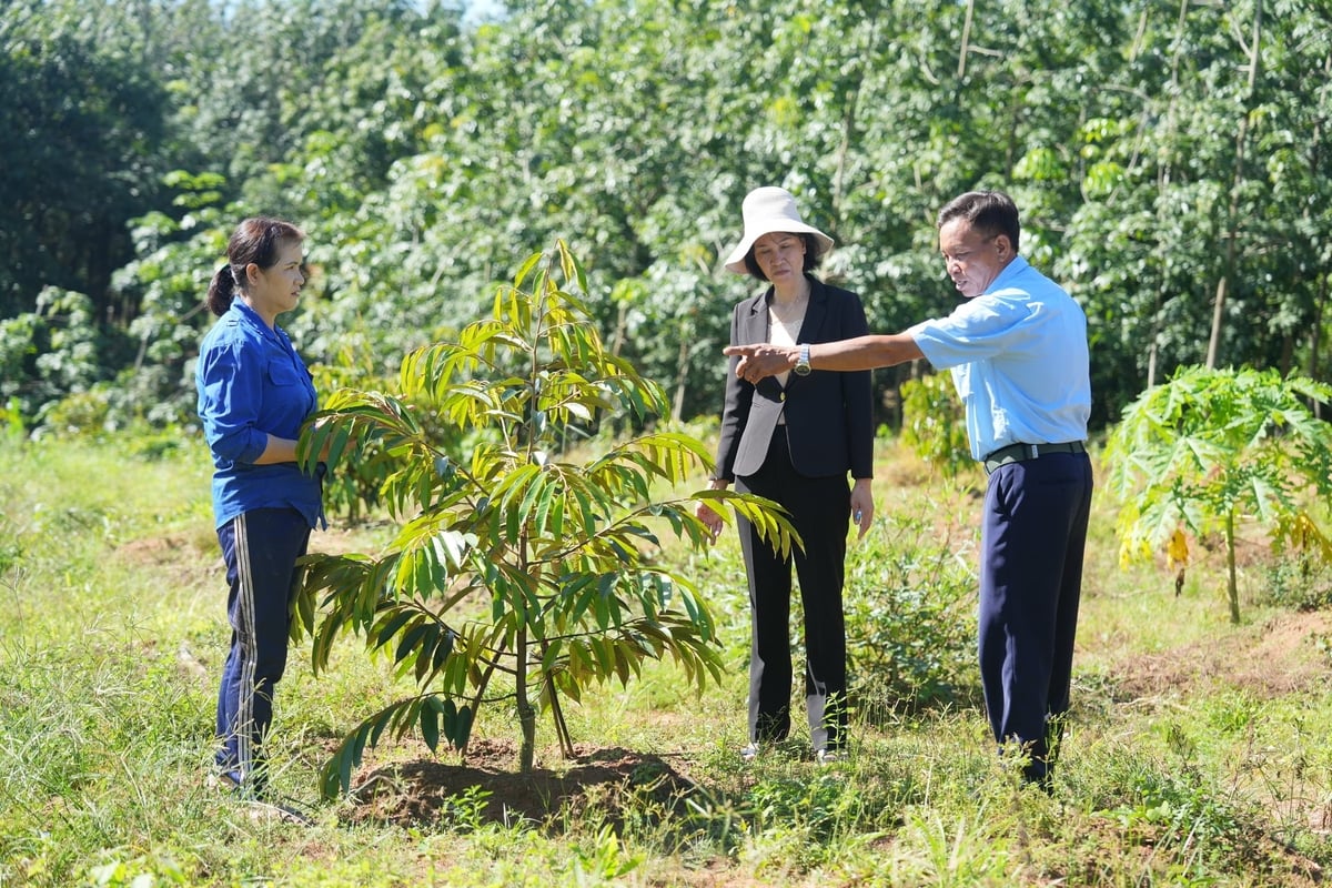Ông Nguyễn Văn Tiến (bìa phải) giới thiệu liều lượng pha IMO tưới cho cây sầu riêng 2 năm tuổi. Ảnh: Hồng Thủy.