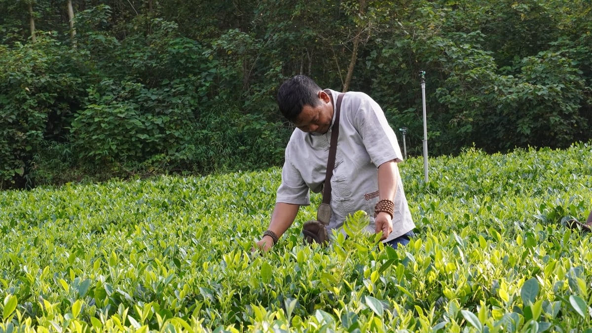 Sau nhiều năm rời xa cây chè, anh Trọng quyết định trở lại, gắn mình với giá trị của 'vàng xanh' xứ Thái. Ảnh: Minh Toàn.