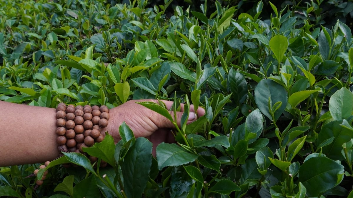 Với anh Trọng, những búp chè trung du vẫn mang những giá trị rất riêng mà thời gian không thể xóa nhòa. Ảnh: Minh Toàn.