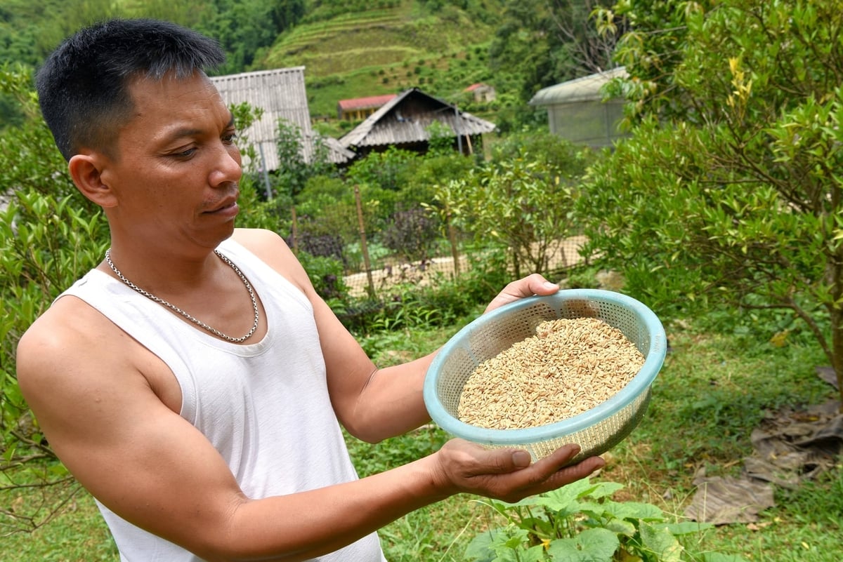 Anh Đinh Văn Oan bên những hạt thóc Đài Bắc Tám. Ảnh: Dương Đình Tường. Anh Đinh Văn Oan bên những hạt thóc Đài Bắc Tám. Ảnh: Dương Đình Tường.