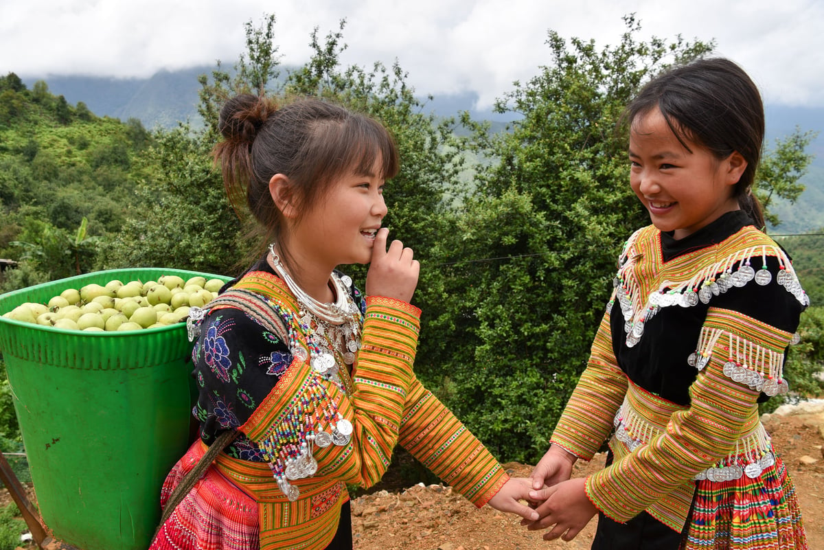 Niềm vui mùa thu hoạch quả sơn tra ở Nậm Nghẹp. Ảnh: Dương Đình Tường. Niềm vui mùa thu hoạch quả sơn tra ở Nậm Nghẹp. Ảnh: Dương Đình Tường.