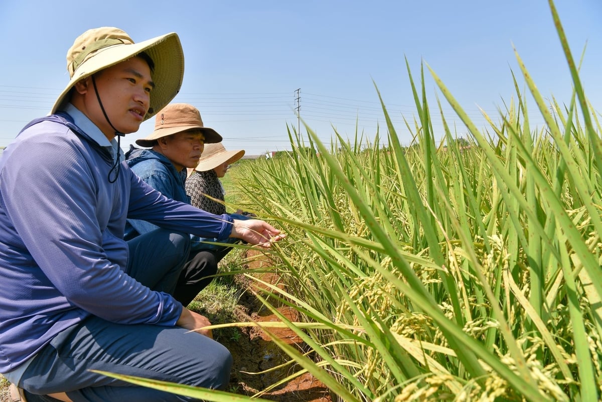 Vợ chồng anh Phạm Ánh Xuân (phía sau) đang trao đổi cùng cán bộ kỹ thuật của Phu Tho Seed. Ảnh: Dương Đình Tường.