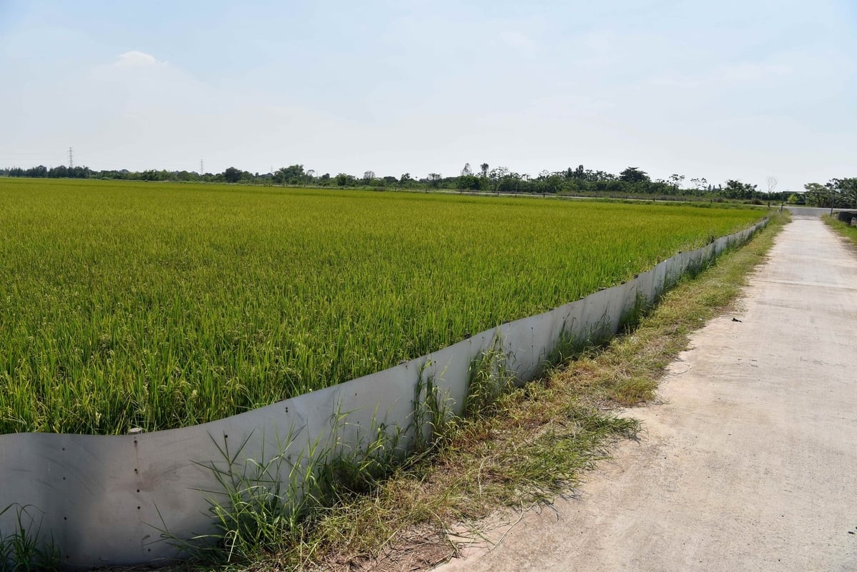 Anh Bỉnh quây tôn kín ruộng để chống chuột. Ảnh: Dương Đình Tường.