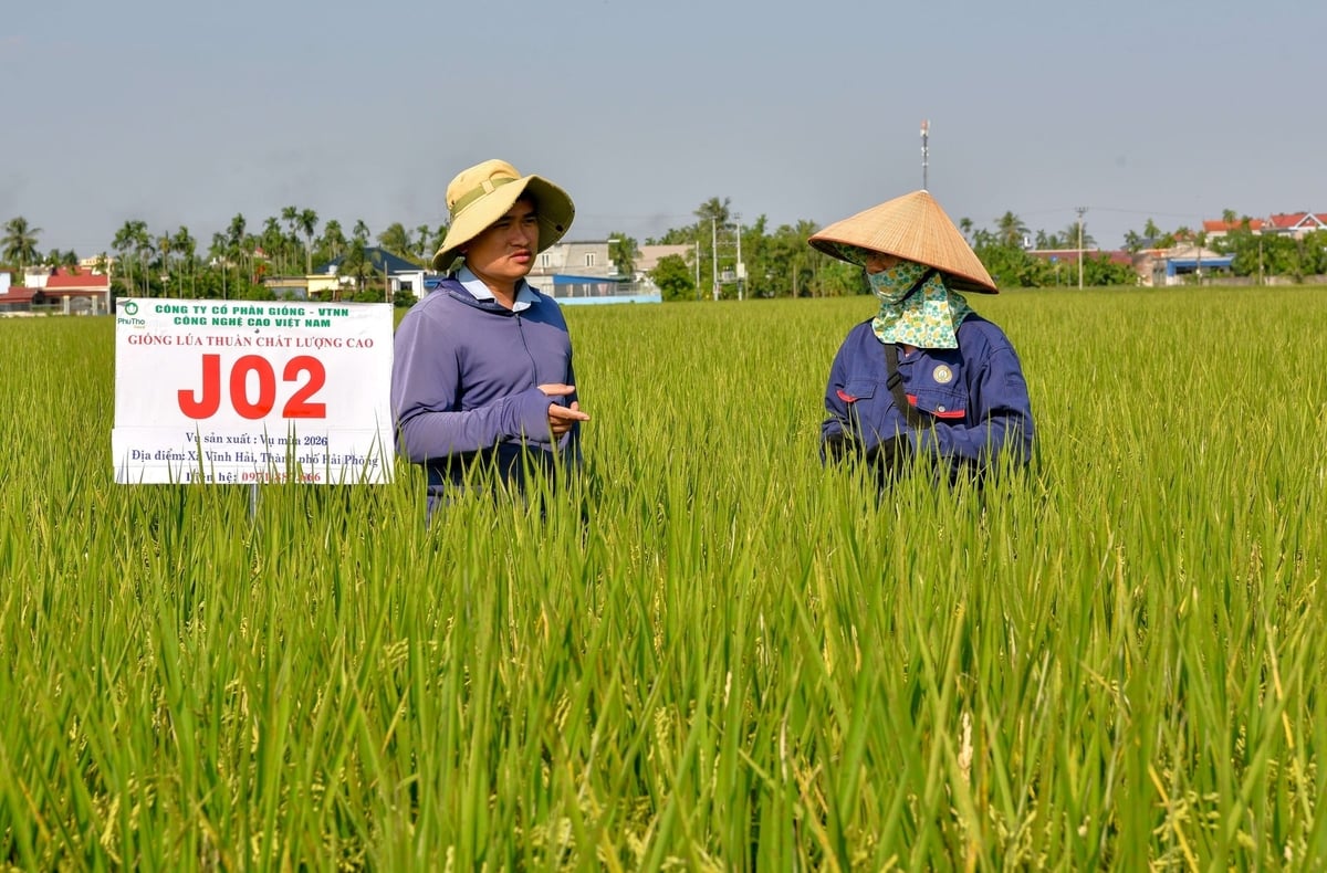 Anh Vũ Đức Anh kiểm tra đồng ruộng cùng kĩ sư nông nghiệp của Công ty TNHH Thương mại và Dịch vụ Hiền Lê. Ảnh: Dương Đình Tường.