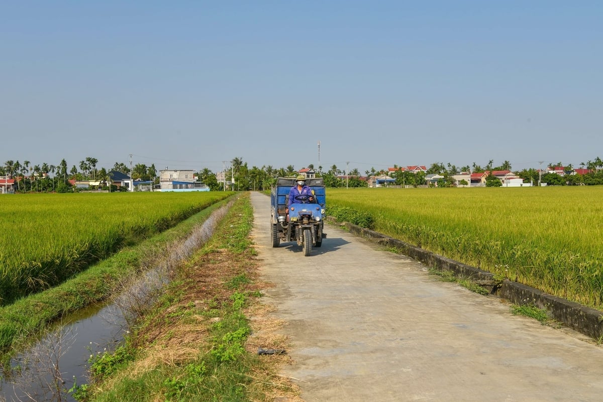 Cánh đồng đang thời kỳ lúa chín sáp. Ảnh: Dương Đình Tường.