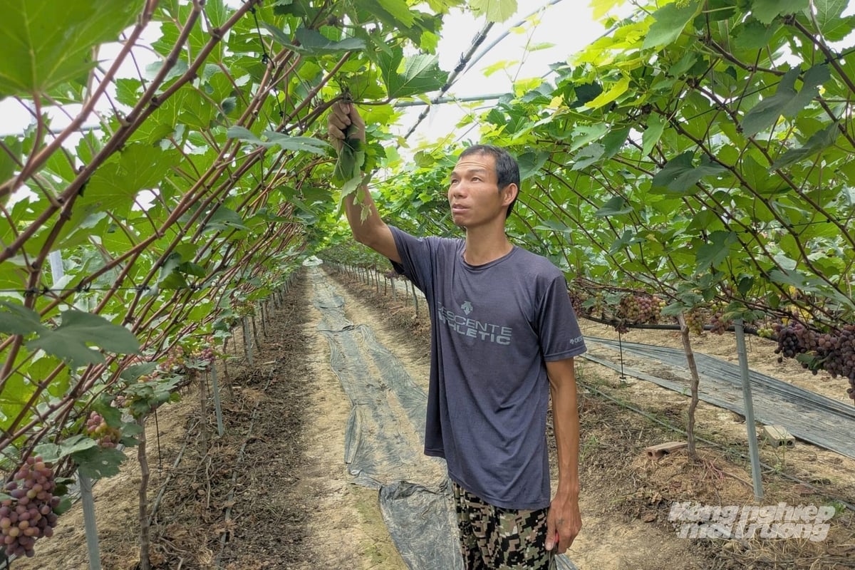 Theo anh Huân, muốn cây khỏe trước hết đất trồng phải khỏe. Ảnh: Trung Quân. Theo anh Huân, muốn cây khỏe trước hết đất trồng phải khỏe. Ảnh: Trung Quân.