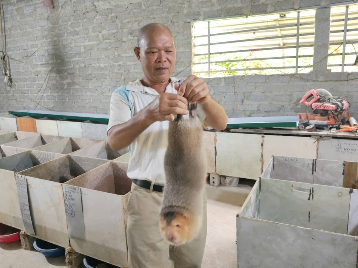 Dúi má đào của ông Phương có giá lên đến 700 nghìn đồng/kg. Ảnh: Đình Tiệp.