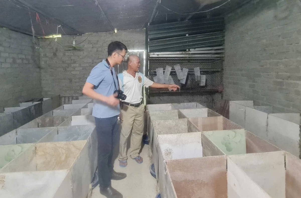 Trang trại dúi của ông Phương hiện không đủ cung cấp cho nhu cầu của thị trường. Ảnh: Thu Thủy.