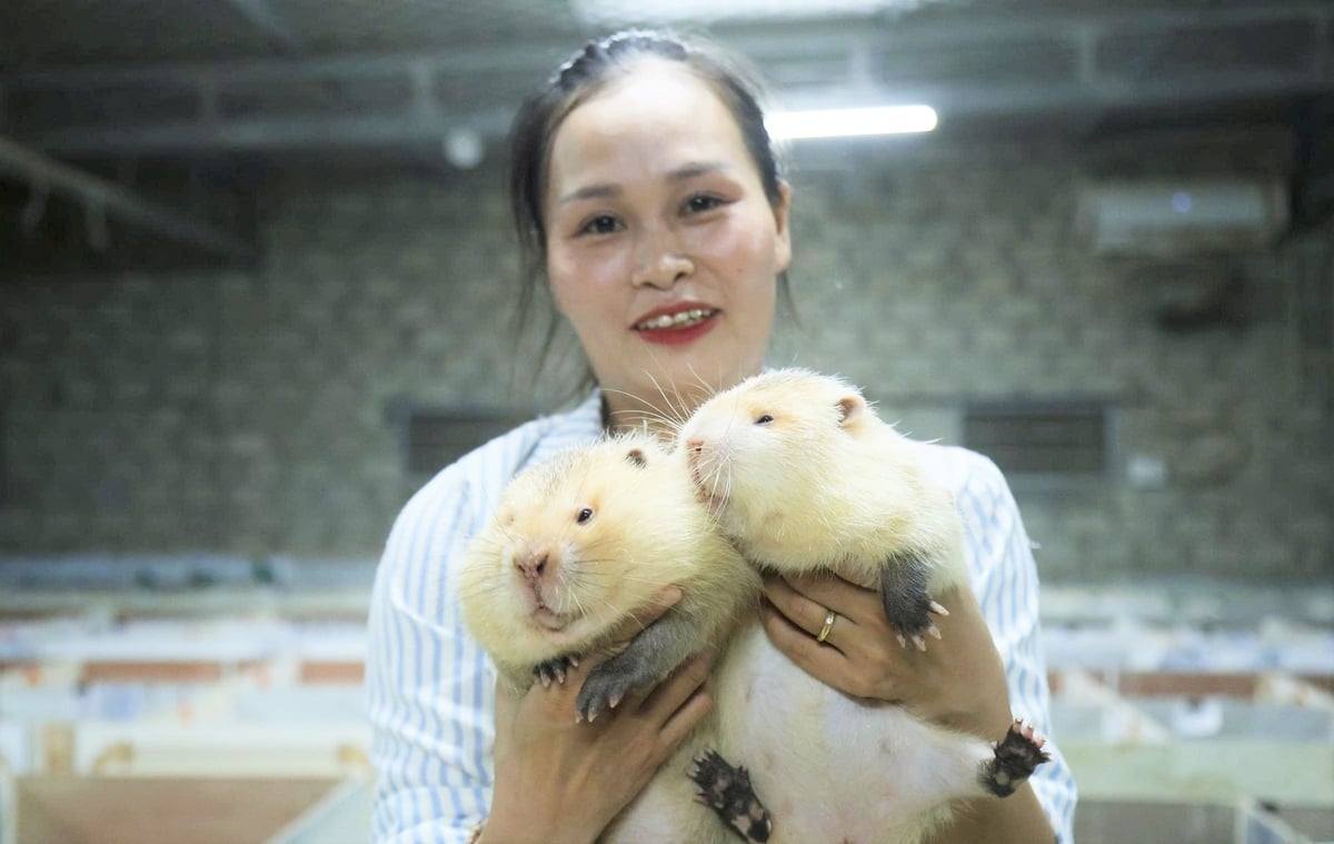 Từ những con dúi giống ban đầu, đến nay chị Trang đã nhân đàn lên 600 con. Ảnh: Thanh Nga.