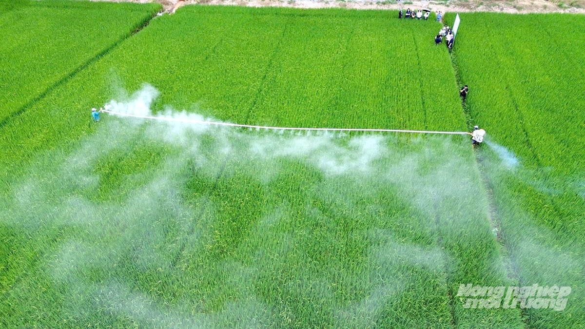 Gieo sạ thưa, quản lý nước và phân bón hợp lý là những thay đổi quan trọng trong quy trình canh tác lúa phát thải thấp. Ảnh: Minh Sáng.