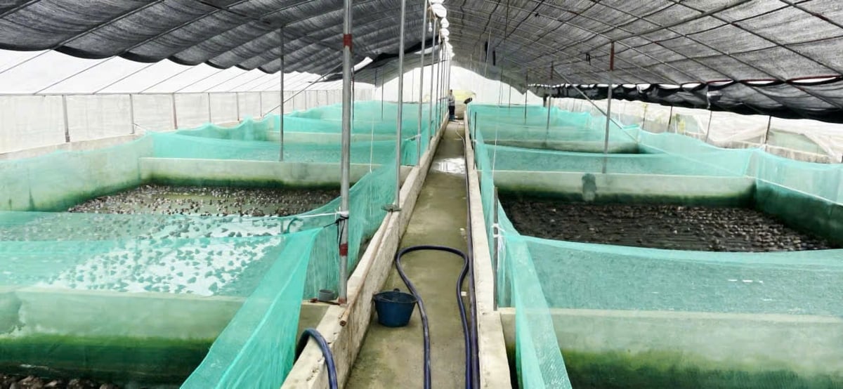 Khu nuôi ếch của gia đình anh Bắc có quy mô hơn 100 bể. Ảnh: Quốc Toản.