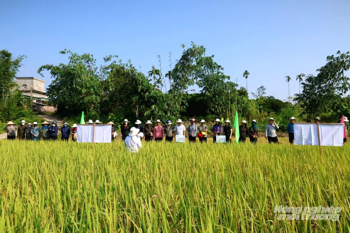 Người dân tham quan cánh đồng mô hình tại thôn Hải Thành, xã Quảng Đức. Ảnh: Nguyễn Thành. Người dân tham quan cánh đồng mô hình tại thôn Hải Thành, xã Quảng Đức. Ảnh: Nguyễn Thành.