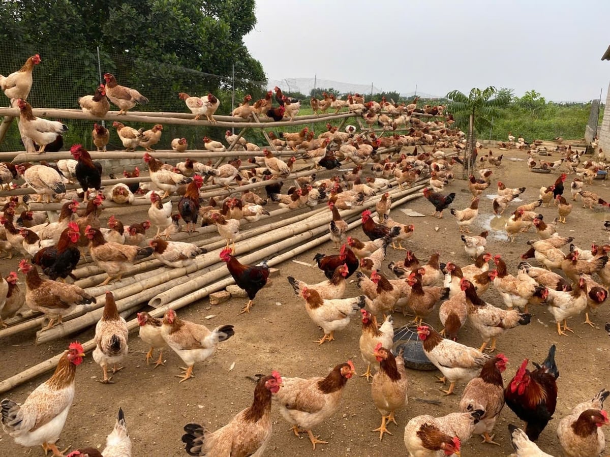Gà được nuôi thả với mật độ phù hợp để tránh hao hụt do dịch bệnh và thời tiết bất lợi . Ảnh: Quốc Toản.