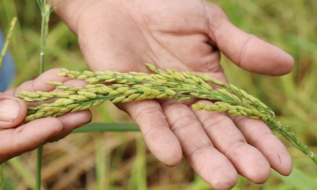 Cập nhật giá lúa gạo hôm nay 9/10/2026 mới nhất Cập nhật giá lúa gạo hôm nay 9/10/2026 mới nhất
