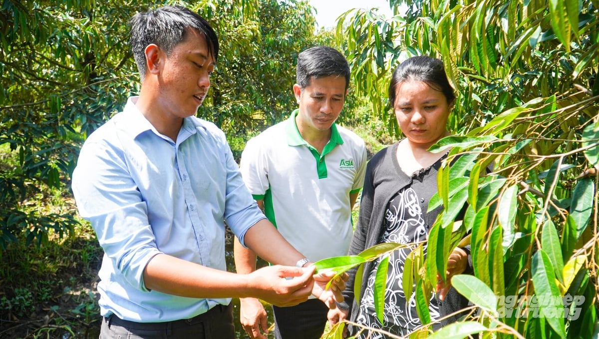 Sầu riêng sinh trưởng khỏe là một trong những yếu tố quan trọng giúp nhà vườn giảm chi phí phục hồi sau thu hoạch. Ảnh: Văn Vũ. Sầu riêng sinh trưởng khỏe là một trong những yếu tố quan trọng giúp nhà vườn giảm chi phí phục hồi sau thu hoạch. Ảnh: Văn Vũ.
