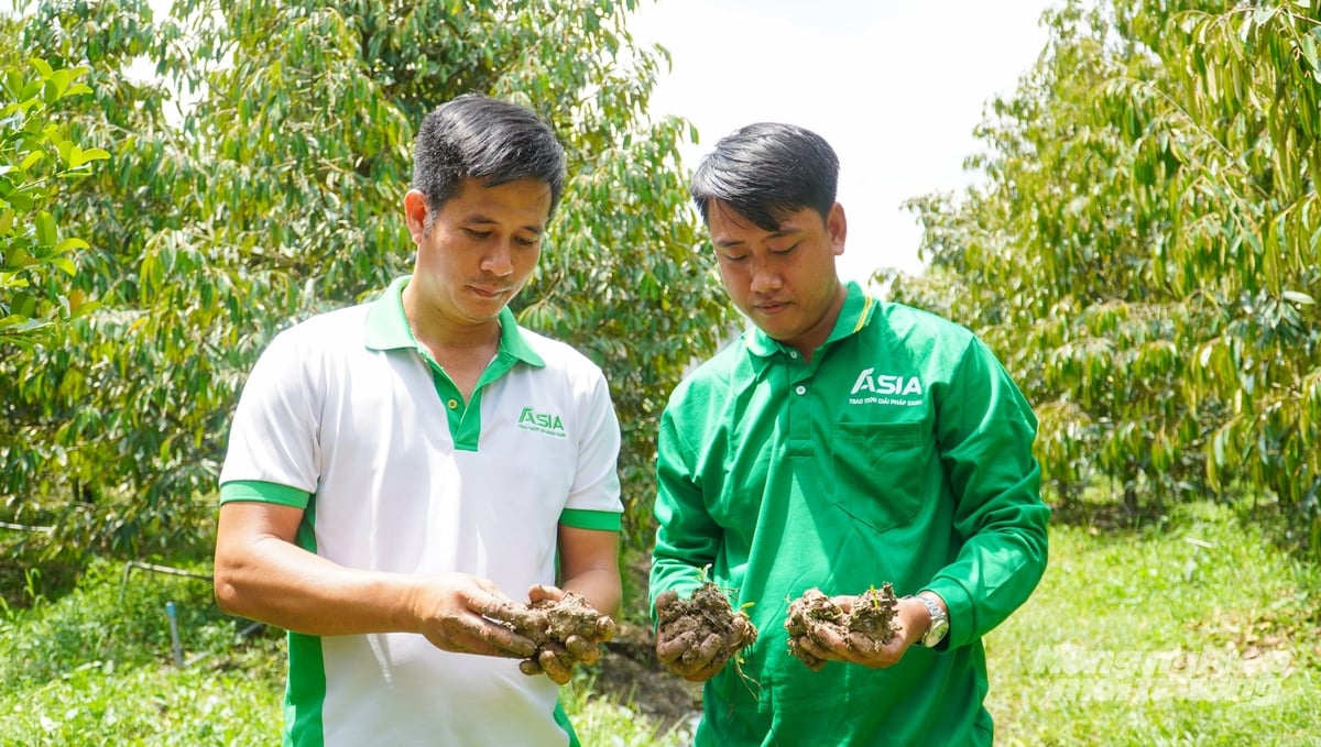 Quản lý sức khỏe đất và bộ rễ giúp hạn chế nguy cơ phát sinh bệnh, đồng thời hướng đến giảm đầu vào hóa học trong vườn sầu riêng. Ảnh: Văn Vũ. Quản lý sức khỏe đất và bộ rễ giúp hạn chế nguy cơ phát sinh bệnh, đồng thời hướng đến giảm đầu vào hóa học trong vườn sầu riêng. Ảnh: Văn Vũ.