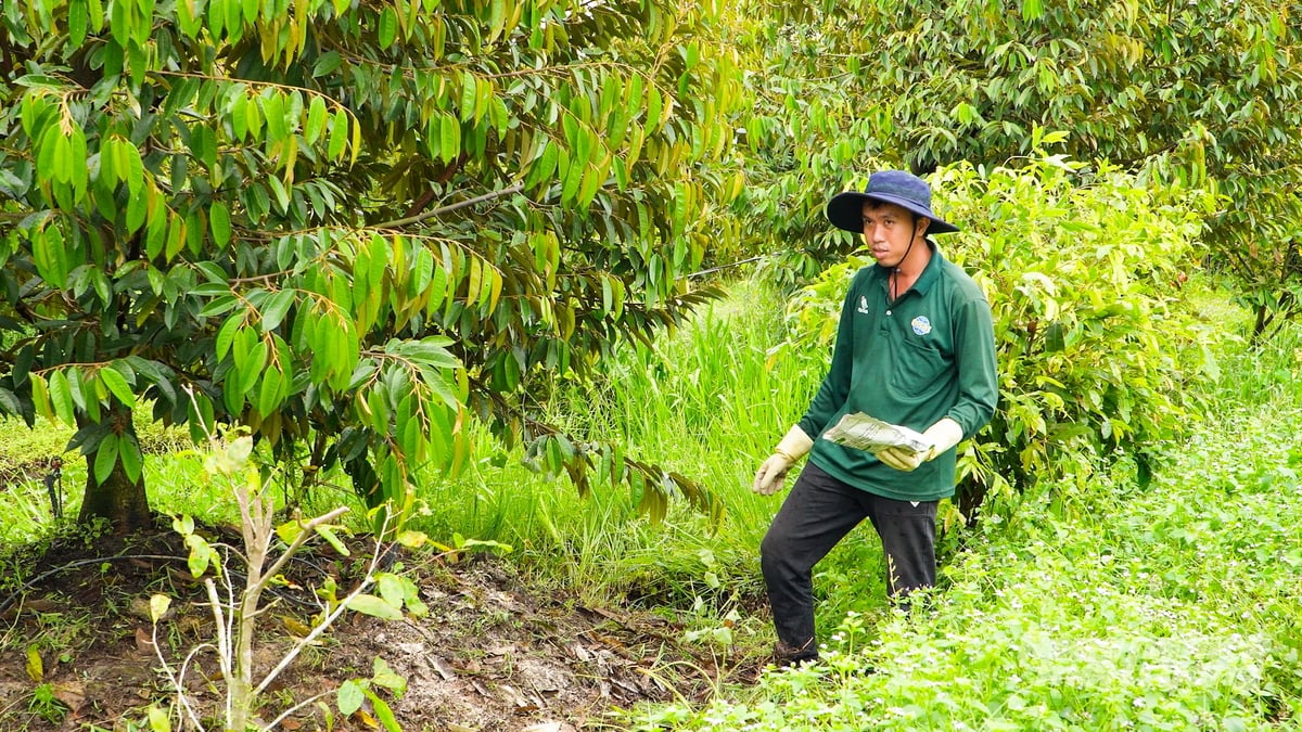 Anh Phạm Đức Lợi ứng dụng giải pháp vi sinh trong chăm sóc sầu riêng, hướng đến giảm chi phí đầu vào, nâng cao sức khỏe cây trồng. Ảnh: Văn Vũ. Anh Phạm Đức Lợi ứng dụng giải pháp vi sinh trong chăm sóc sầu riêng, hướng đến giảm chi phí đầu vào, nâng cao sức khỏe cây trồng. Ảnh: Văn Vũ.