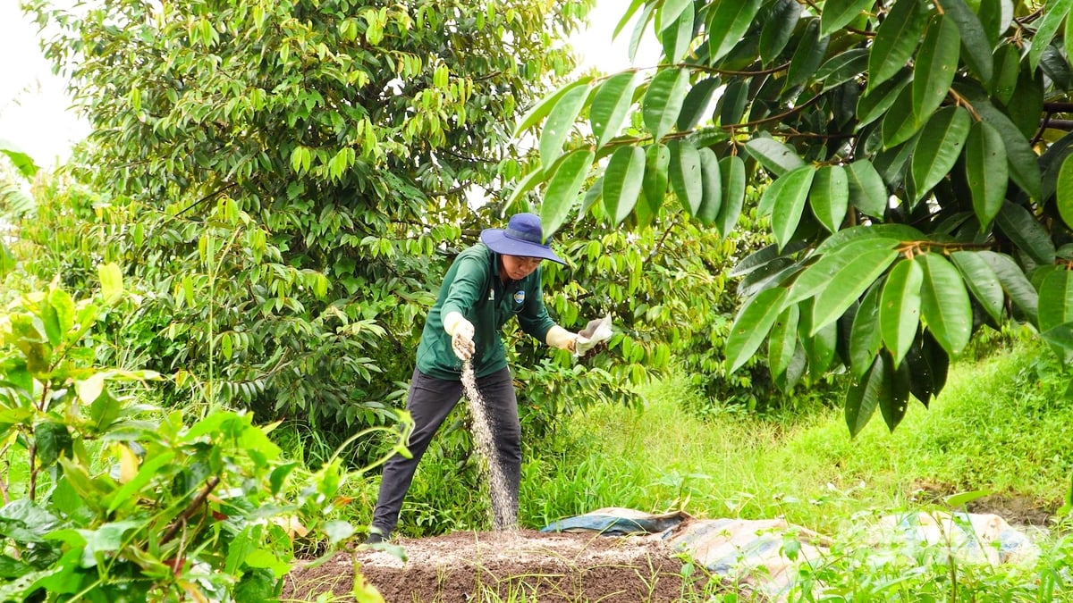 Anh Phạm Đức Lợi ủ phân gà bằng chế phẩm vi sinh Trichoderma của Công ty TNHH Sinh học Châu Á để làm phân hữu cơ bón cho vườn sầu riêng, góp phần giảm chi phí đầu vào và hạn chế sử dụng phân bón hóa học. Ảnh: Văn Vũ. Anh Phạm Đức Lợi ủ phân gà bằng chế phẩm vi sinh Trichoderma của Công ty TNHH Sinh học Châu Á để làm phân hữu cơ bón cho vườn sầu riêng, góp phần giảm chi phí đầu vào và hạn chế sử dụng phân bón hóa học. Ảnh: Văn Vũ.