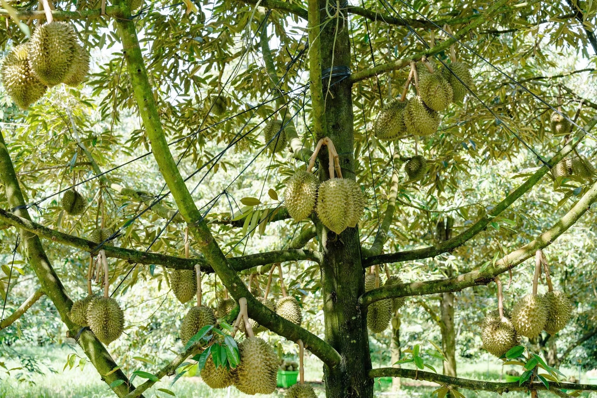 Sầu riêng là một trong những cây trồng chủ lực của tỉnh Đắk Lắk, được định hướng đến năm 2035 có 70% diện tích áp dụng IPHM. Ảnh: Trần Thọ.