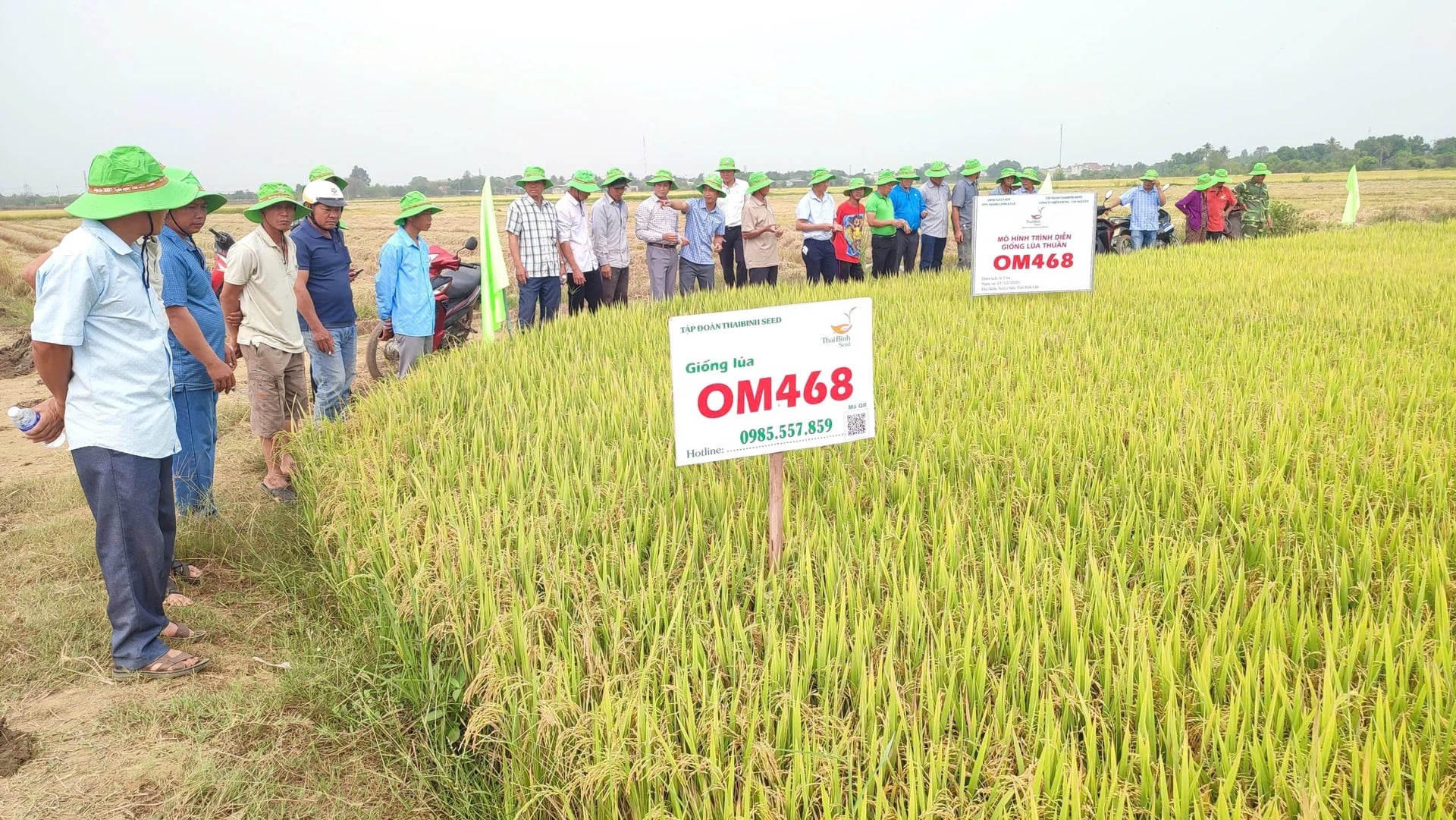 Tỉnh Đắk Lắk phấn đấu đến năm 2035 có 90% diện tích lúa áp dụng IPHM. Ảnh: Trần Thọ.