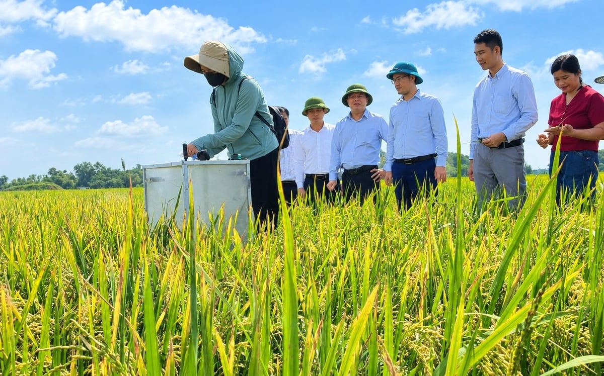 Việc áp dụng AWD tại các vùng triển khai dự án trong hai vụ sản xuất năm 2026 ước tính giúp giảm 40.603,07 tấn CO2 quy đổi. Ảnh: Thanh Nga.