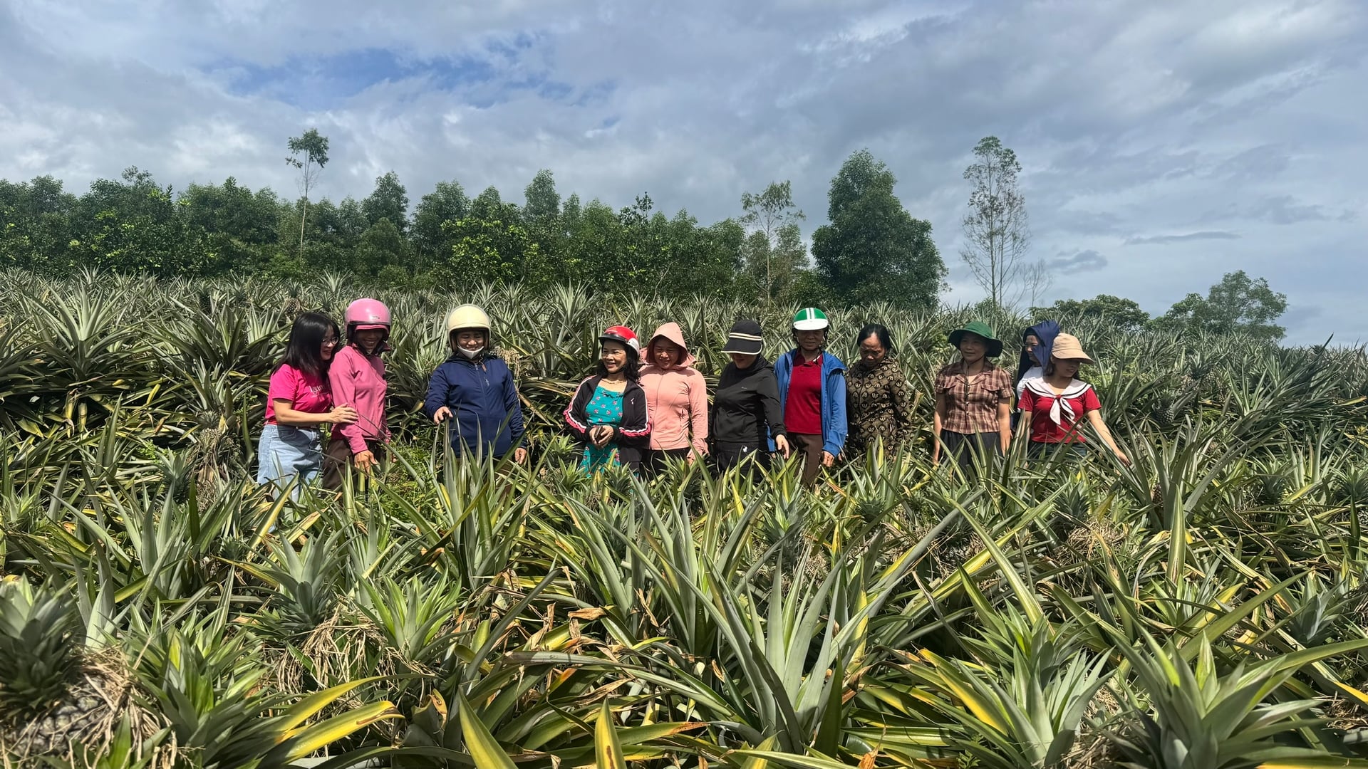 Vùng trồng dứa liên kết với Doveco tại Hà Tĩnh đang từng bước được mở rộng. Ảnh: Ánh Nguyệt.
