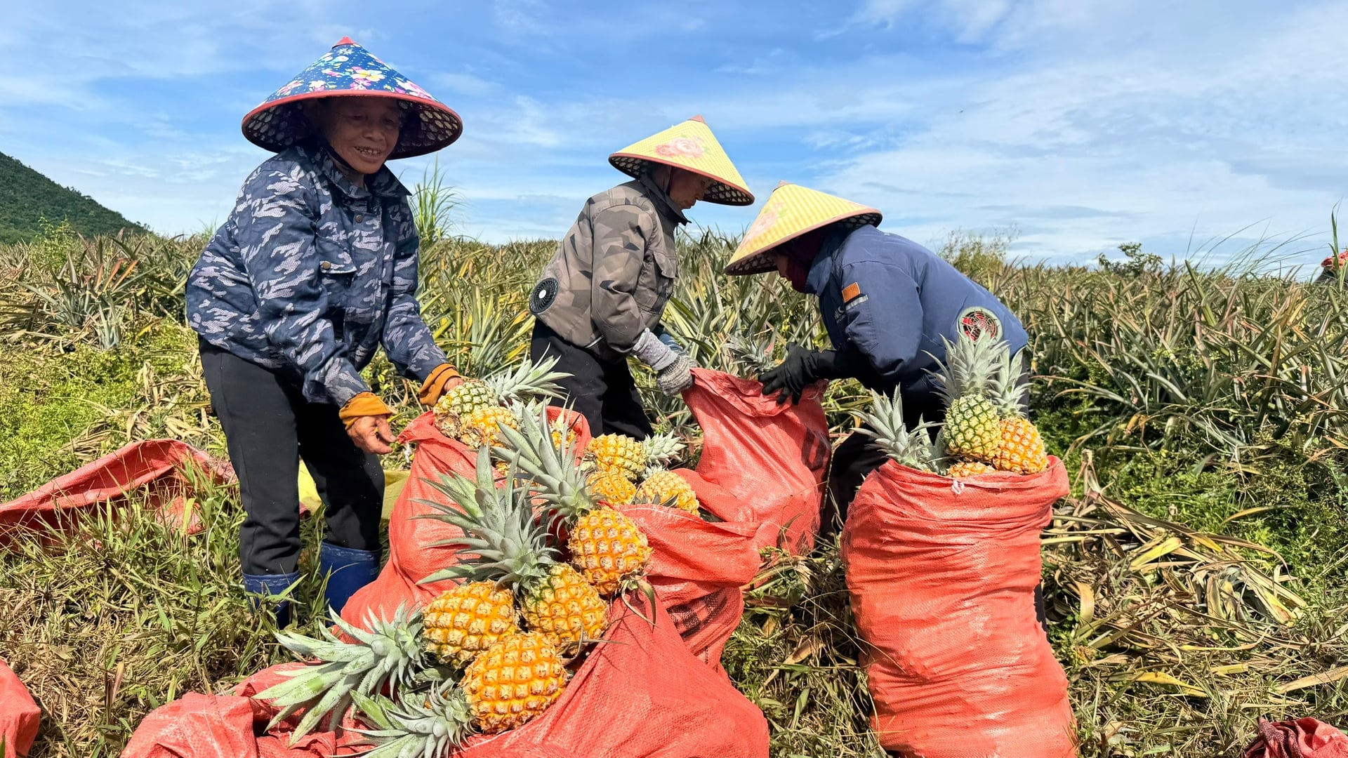 Người dân xã Kỳ Hoa thu hoạch dứa, cung cấp nguyên liệu cho Doveco theo hợp đồng liên kết. Ảnh: Ánh Nguyệt.