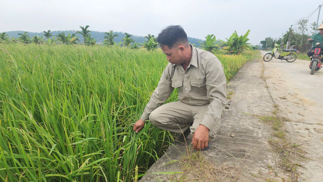 Nguy cơ chuột phá hại mùa màng ngày càng gia tăng trước biến động bất thường của thời tiết. Ảnh: Đinh Mười. Nguy cơ chuột phá hại mùa màng ngày càng gia tăng trước biến động bất thường của thời tiết. Ảnh: Đinh Mười.