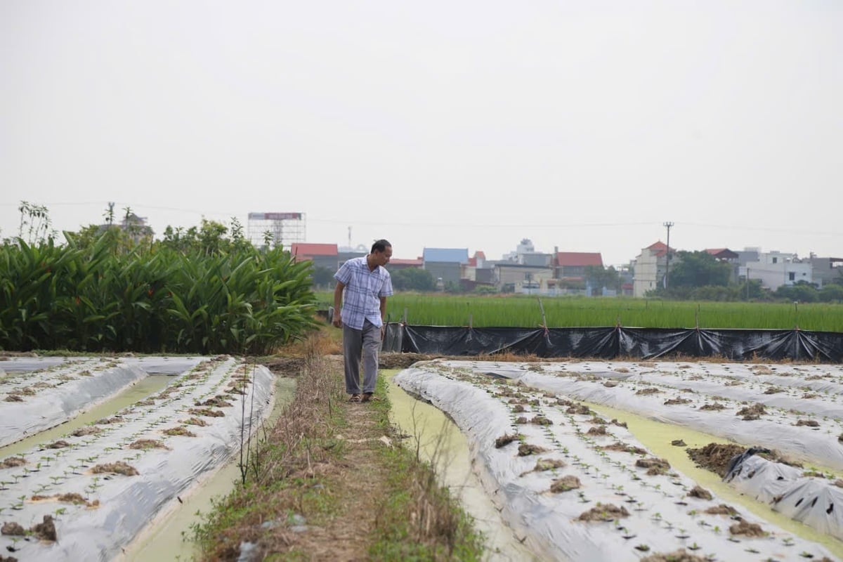 Ông Đỗ Văn Sanh, chủ trang trại Hoa Mây Sanh tại phường An Dương kiểm tra tình hình chuột phá hại trên cánh đồng hoa mới trồng. Ảnh: Đinh Mười. Ông Đỗ Văn Sanh, chủ trang trại Hoa Mây Sanh tại phường An Dương kiểm tra tình hình chuột phá hại trên cánh đồng hoa mới trồng. Ảnh: Đinh Mười.