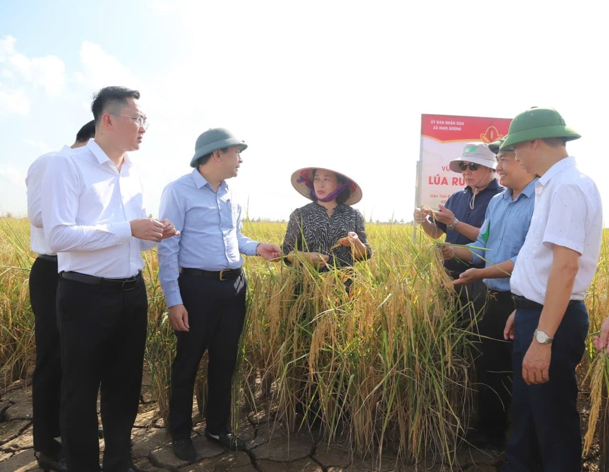 Lãnh đạo Sở Nông nghiệp và Môi trường Hải Phòng kiểm tra tình hình sản xuất và thu hoạch lúa ST25 trên cánh đồng rươi tại xã Nghi Dương. Ảnh: Đinh Mười. Lãnh đạo Sở Nông nghiệp và Môi trường Hải Phòng kiểm tra tình hình sản xuất và thu hoạch lúa ST25 trên cánh đồng rươi tại xã Nghi Dương. Ảnh: Đinh Mười.