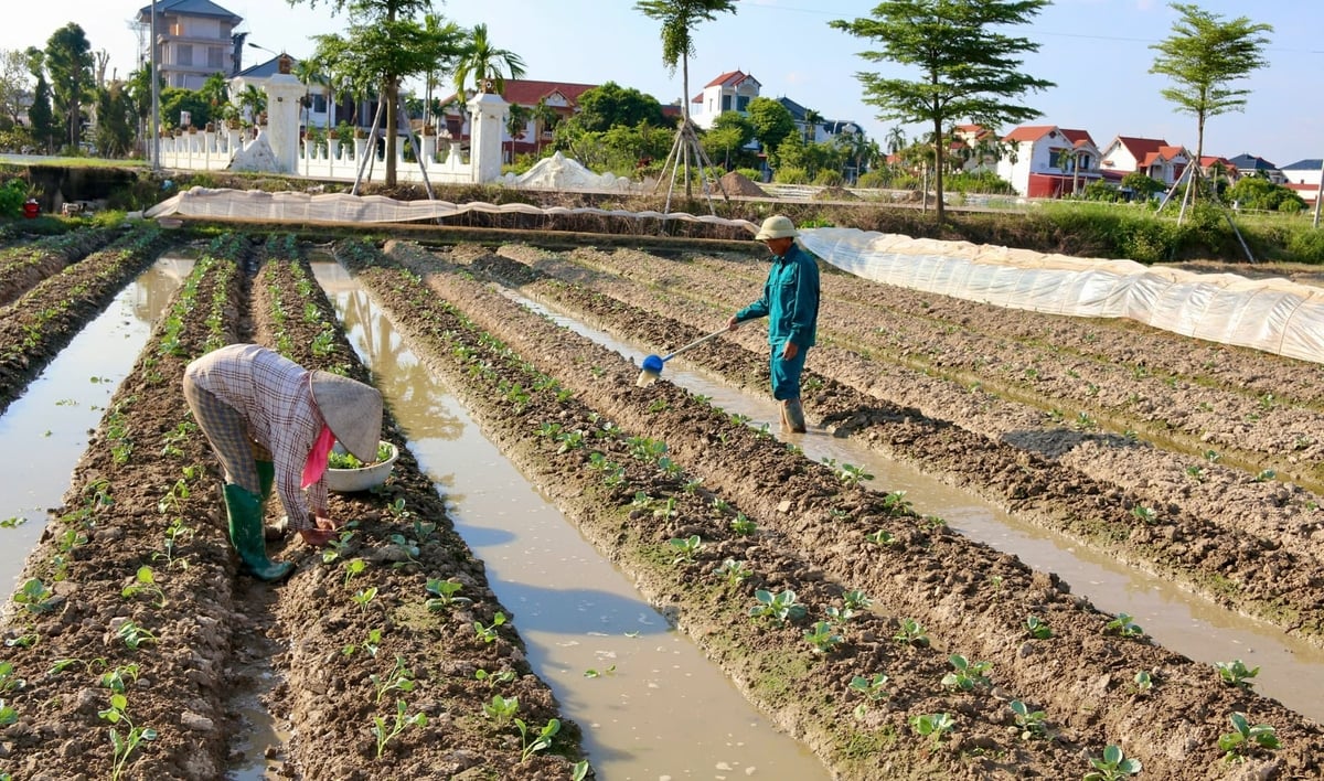 Tính đến 15/10, toàn TP Hải Phòng đã gieo trồng được 14.500 ha rau màu vụ đông các loại, đạt 50,9% kế hoạch đề ra. Ảnh: Đinh Mười. Tính đến 15/10, toàn TP Hải Phòng đã gieo trồng được 14.500 ha rau màu vụ đông các loại, đạt 50,9% kế hoạch đề ra. Ảnh: Đinh Mười.