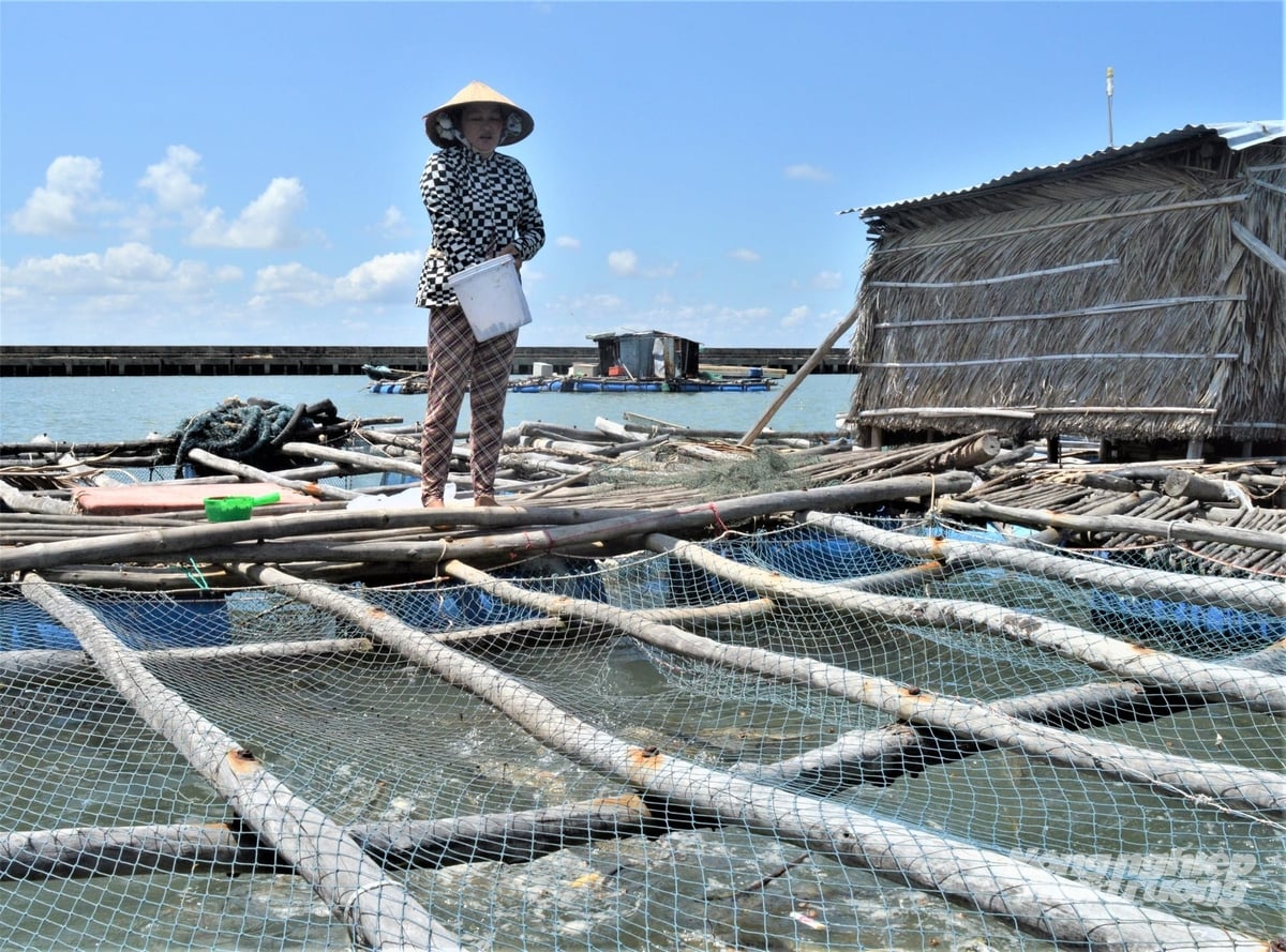 Năm 2026, Trung tâm Khuyến nông An Giang có kế hoạch hỗ trợ ngư dân chuyển từ lồng gỗ qua lồng nhựa HDPE tại 13 điểm nuôi. Ảnh: Trung Chánh. Năm 2026, Trung tâm Khuyến nông An Giang có kế hoạch hỗ trợ ngư dân chuyển từ lồng gỗ qua lồng nhựa HDPE tại 13 điểm nuôi. Ảnh: Trung Chánh.
