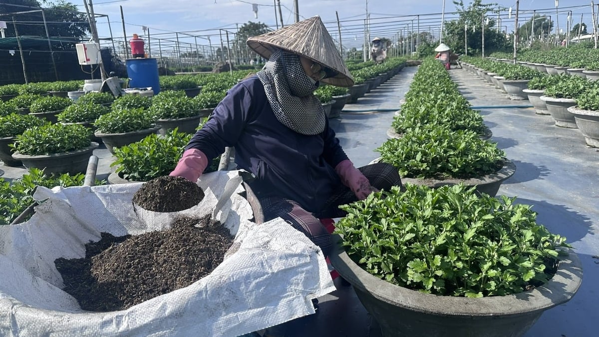 Bà Thảo đang vào phân, trấu cho chậu cúc vàng. Ảnh: Lê Phi.